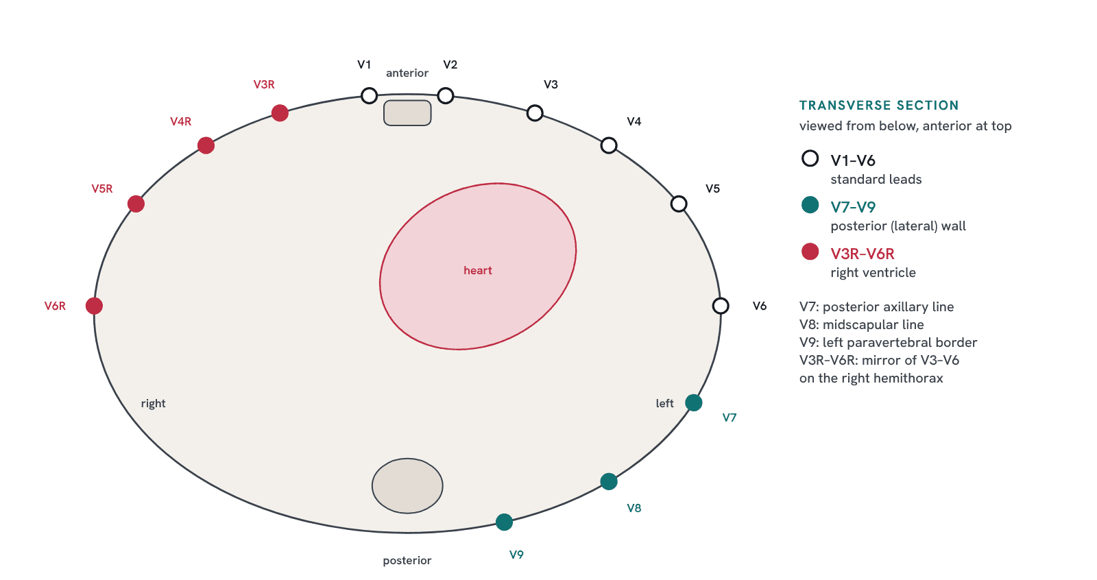 Positions of the standard, posterior (V7–V9), and right-sided (V3R–V6R) leads in a cross-section of the chest.