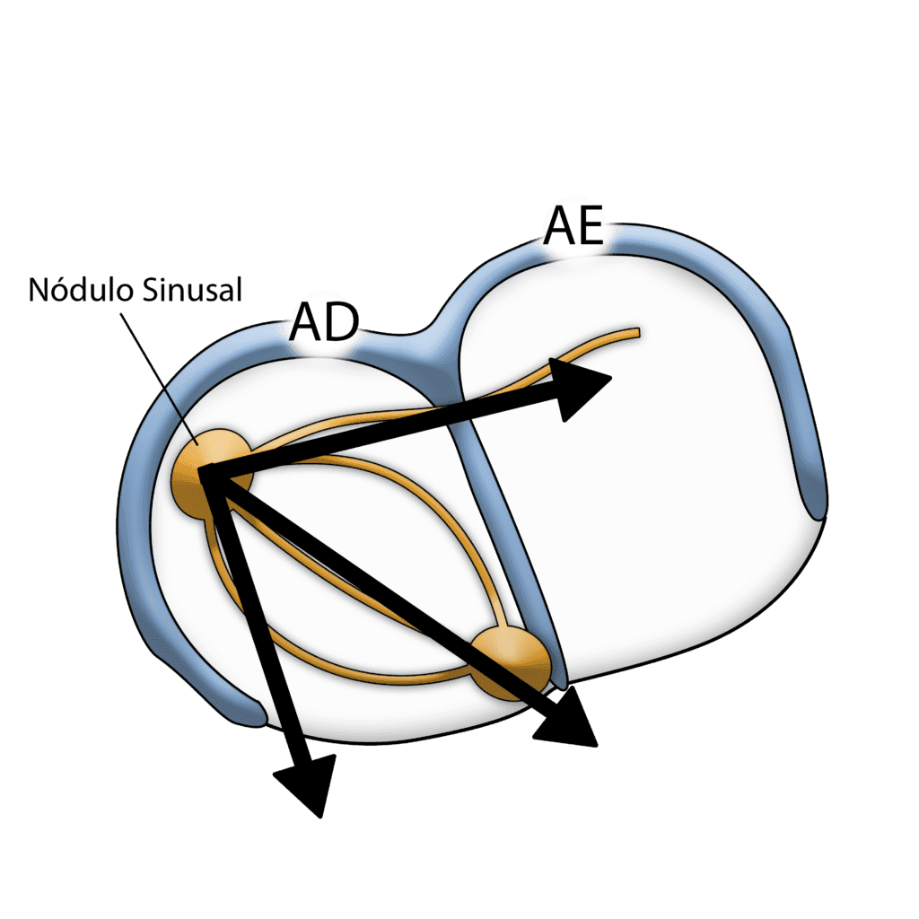 Atrial electrical activation