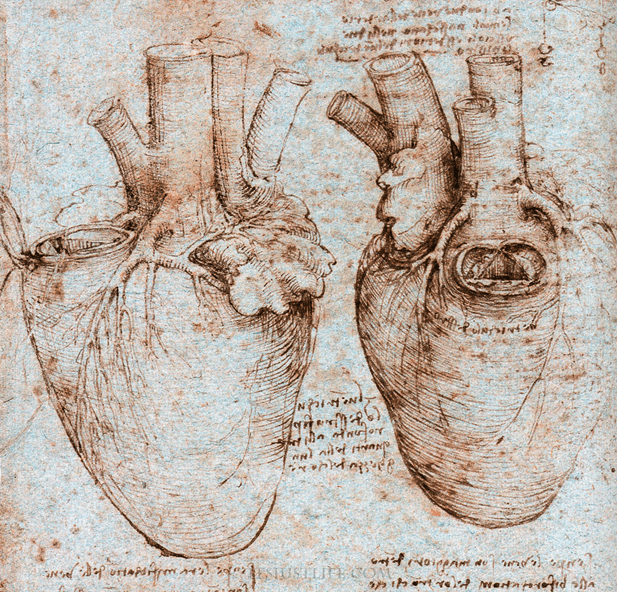 Original drawing of the human heart by Da Vinci.