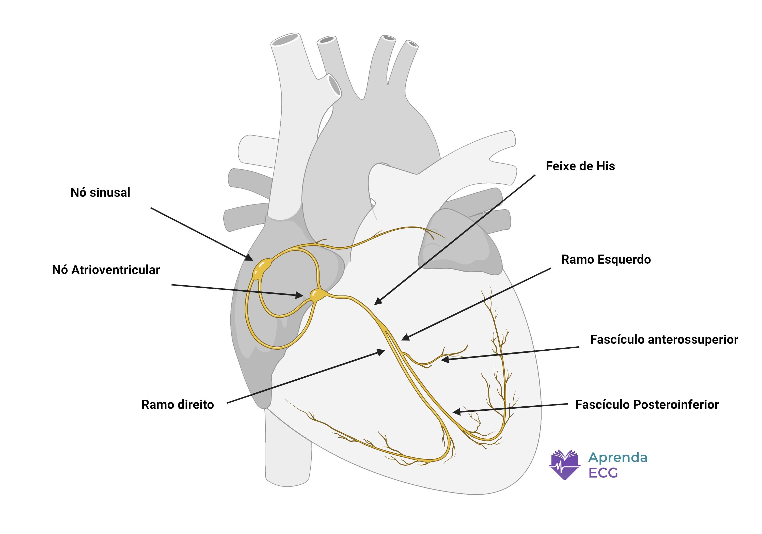 Electrical conduction system of the heart with sinus node, atrioventricular node, and His-Purkinje system