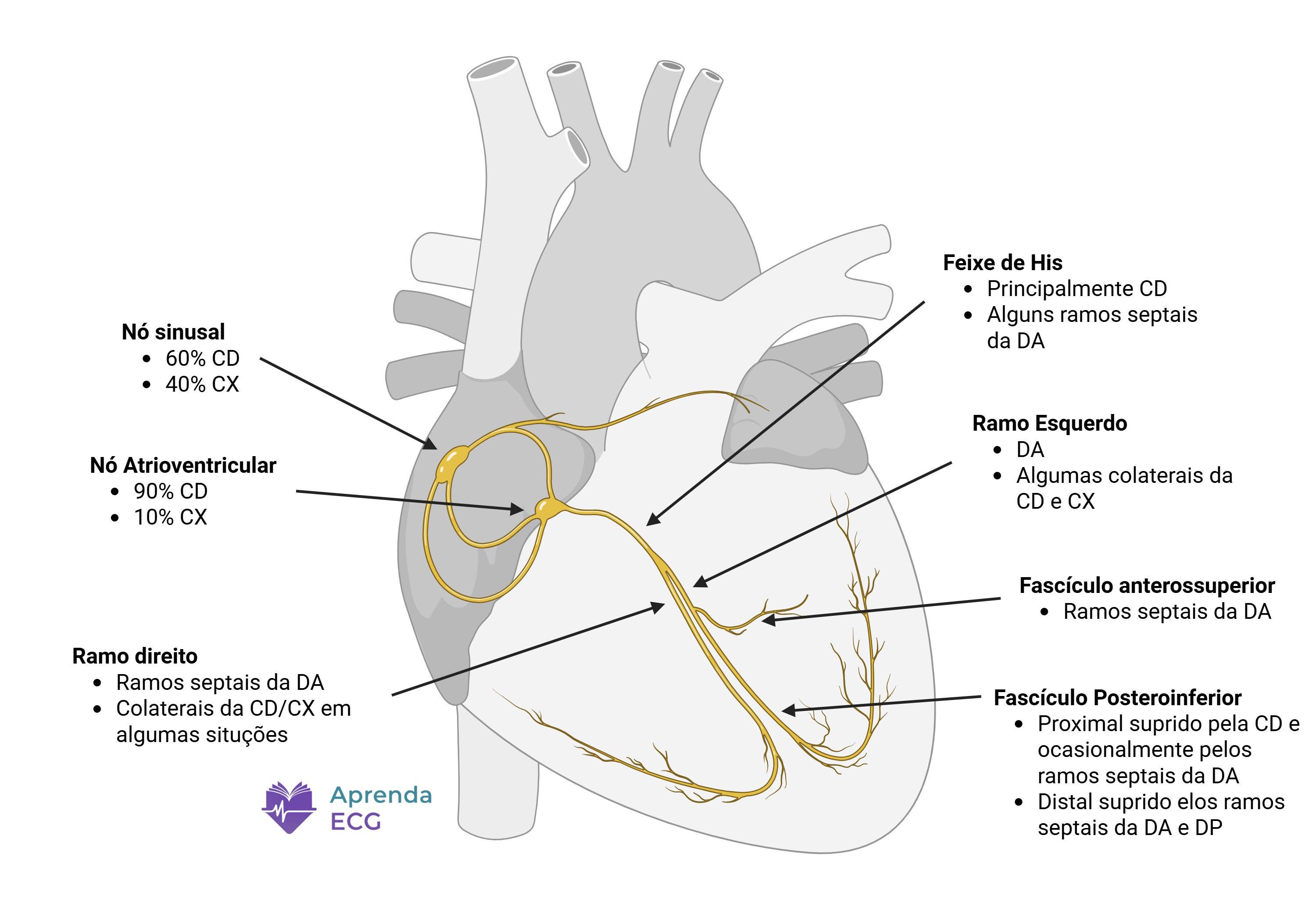 Blood supply of the cardiac conduction system showing the arterial supply of the sinus node, atrioventricular node and His bundle
